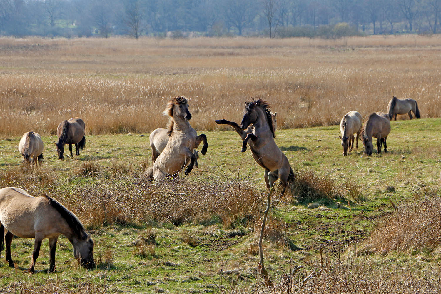 Wildpferde Geltinger Birk